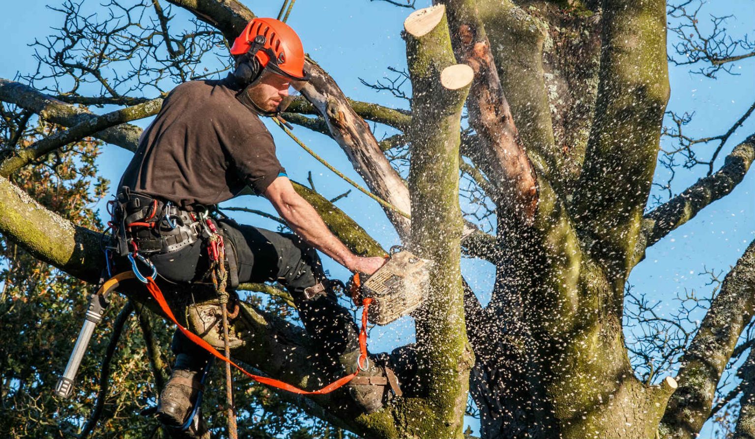 Factors to Consider When Selecting a Tree Removal Service