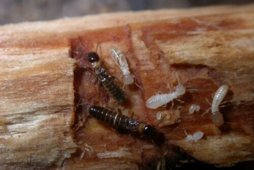 termite control services in Brisbane