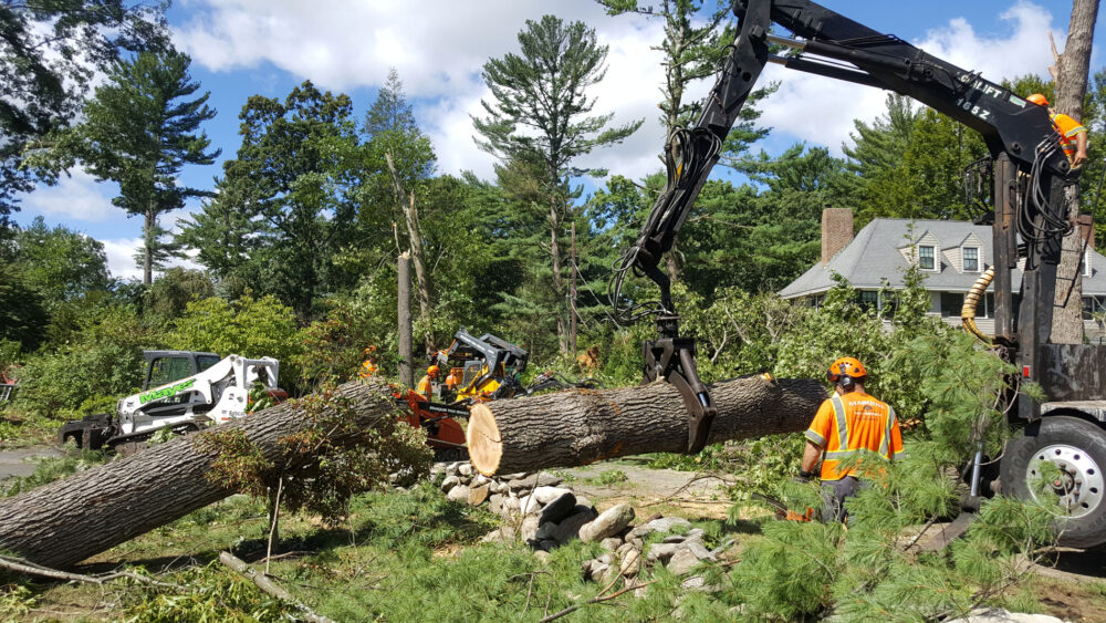 Tree Removal Glen Iris