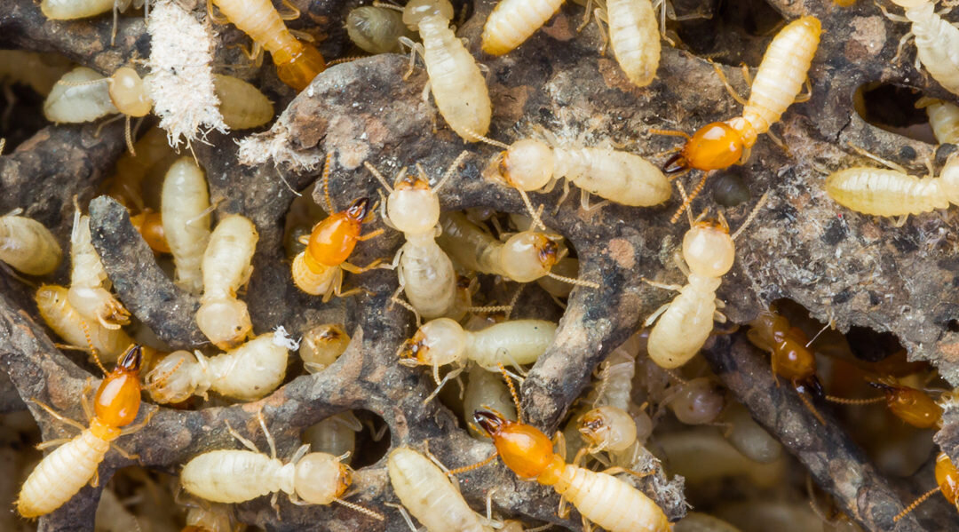 Termite Treatment Brisbane